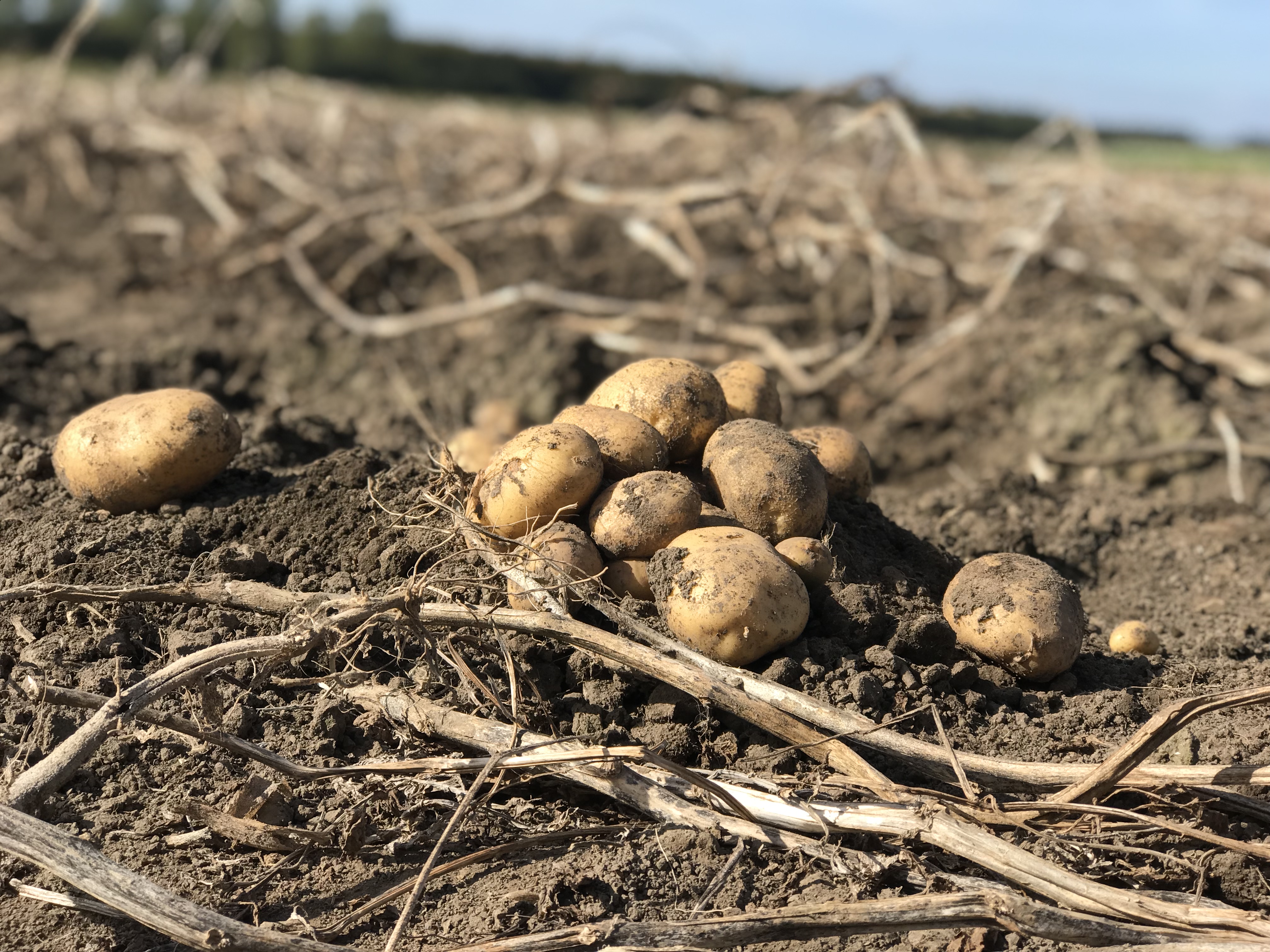 ProFri Gevolgen droogte voor frietaardappelen