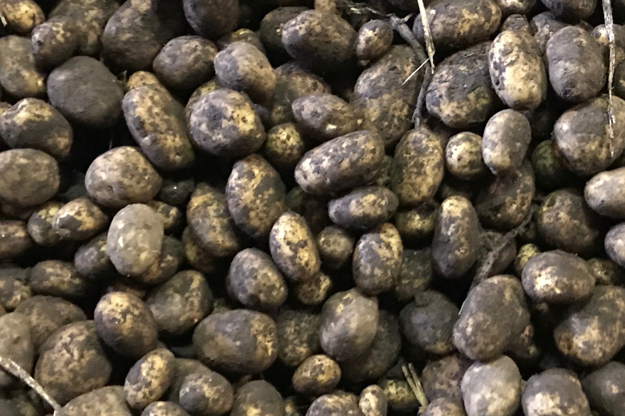ProFri Kenniscentrum van kleine knollen tot flinke bonken